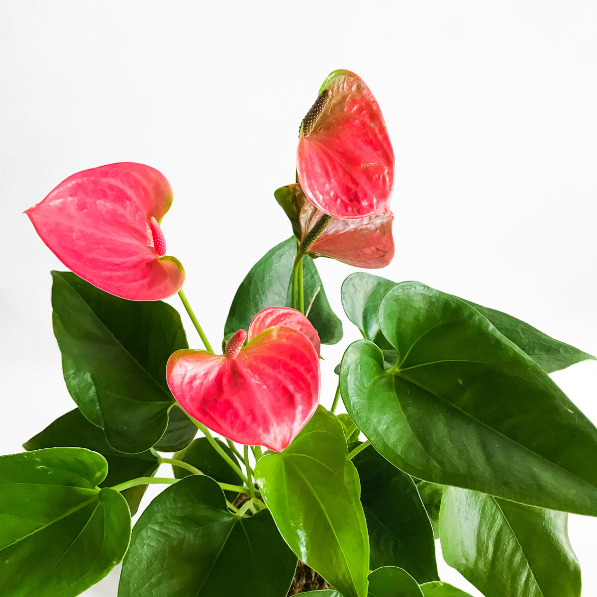 KOKEDAMA - Anthurium original