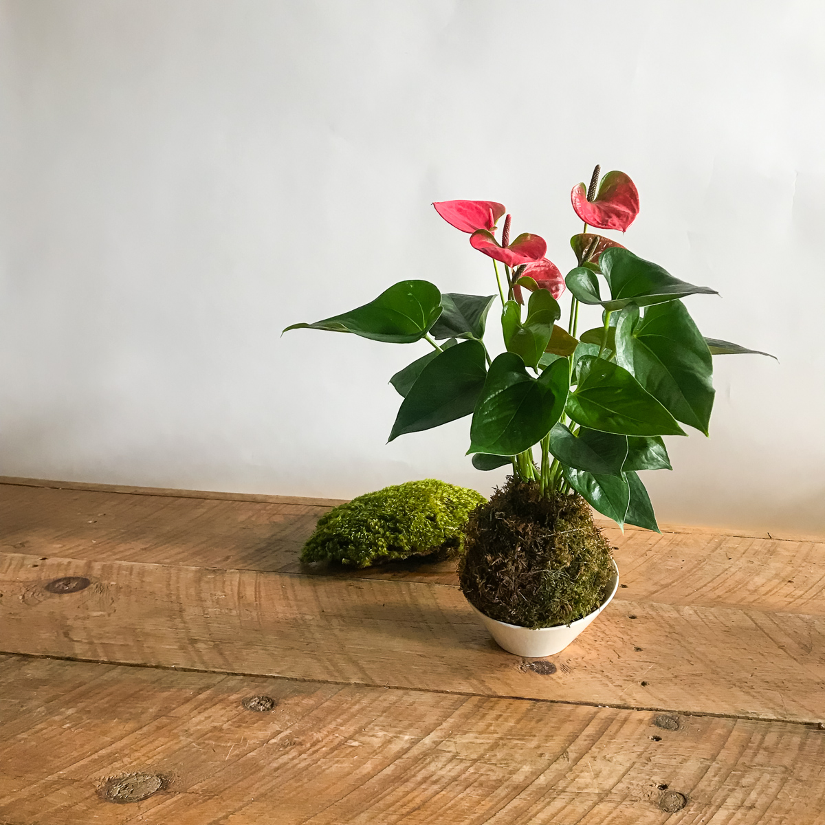 KOKEDAMA - Anthurium original