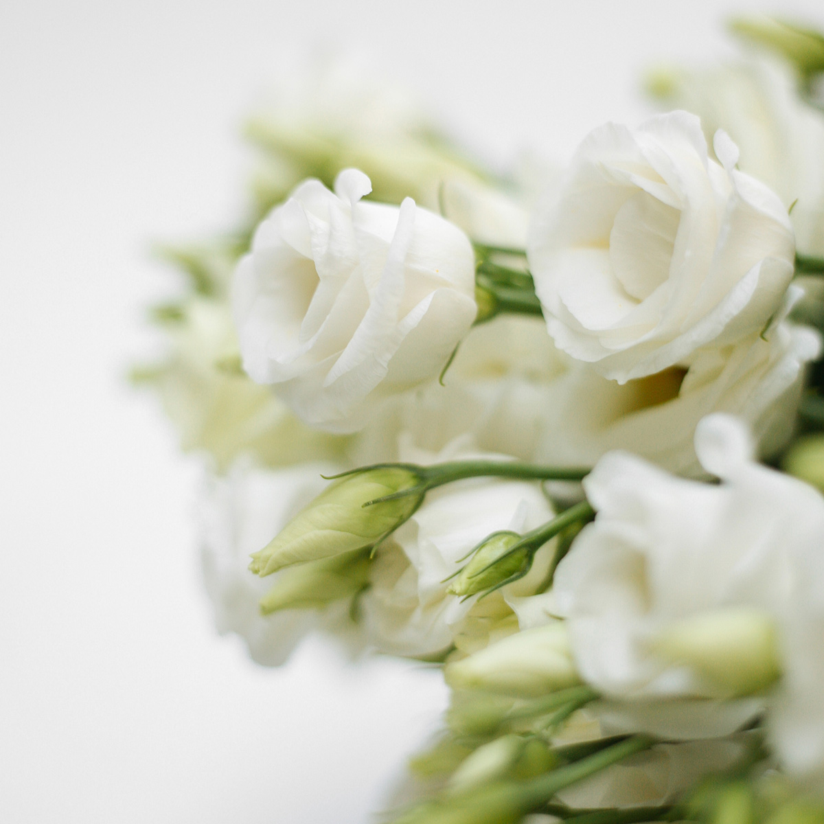 White Lisianthus original
