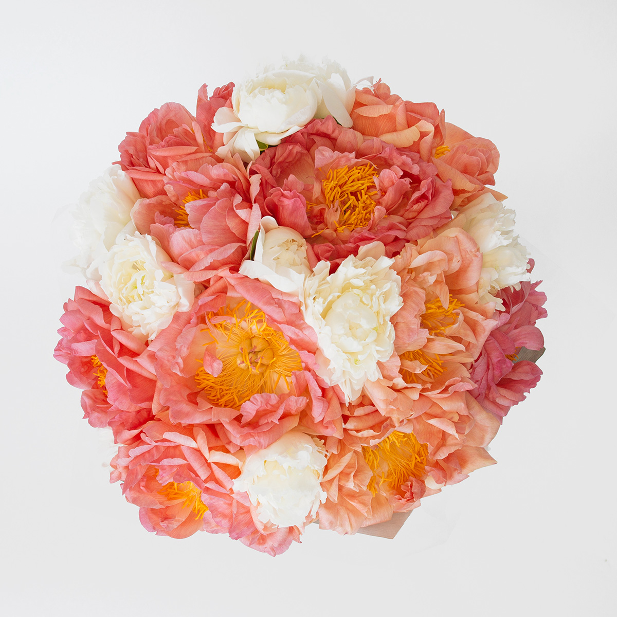 White & Coral Peonies original