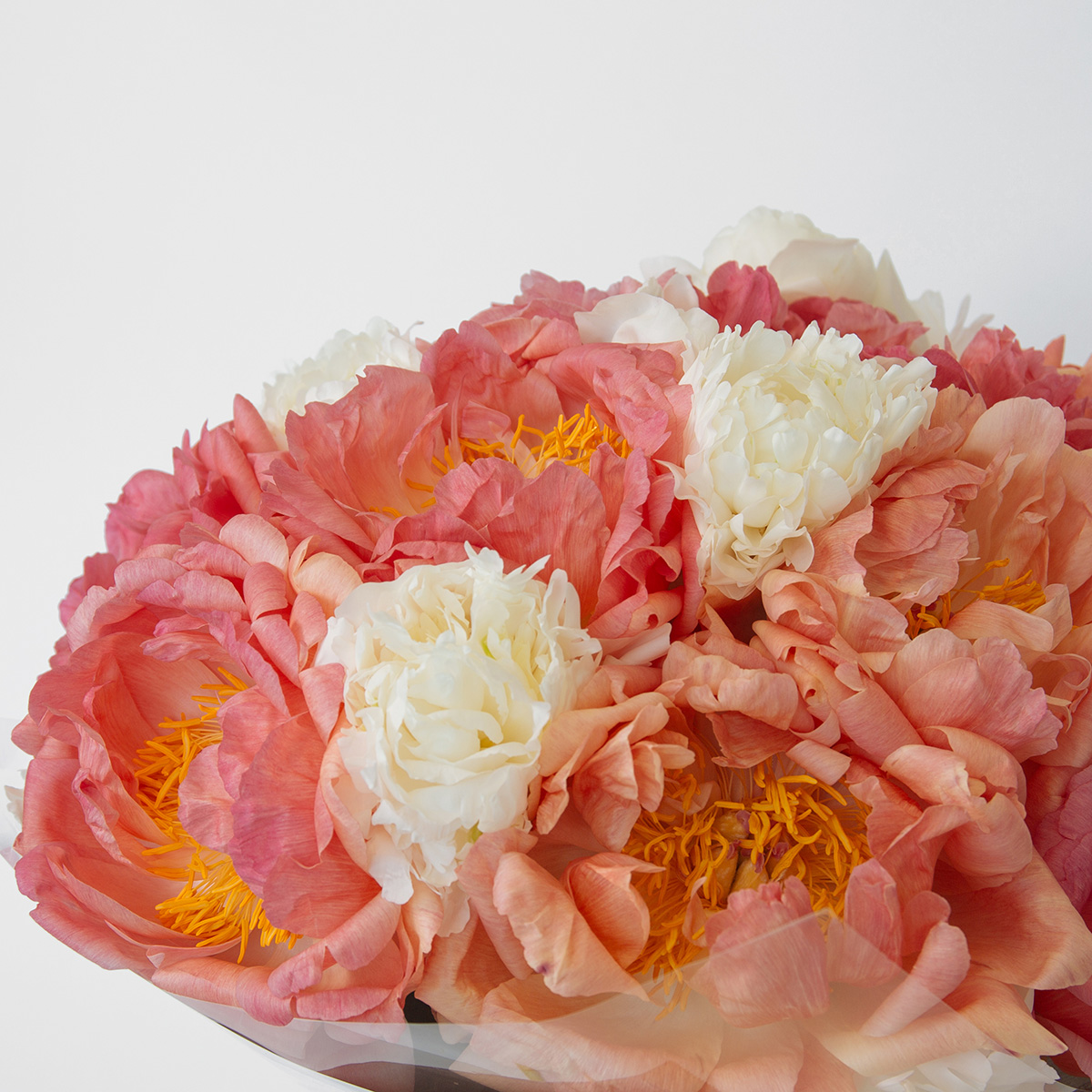 White & Coral Peonies original