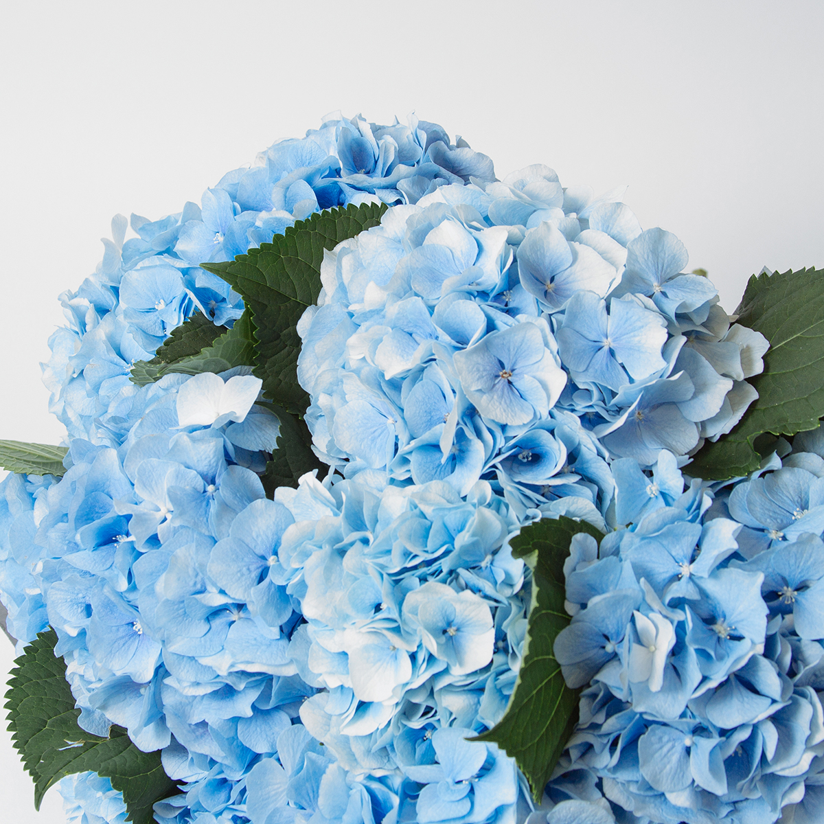 Blue Hydrangea original