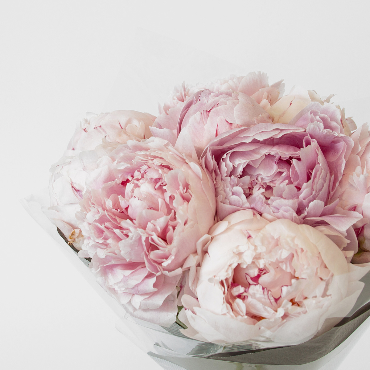 Blush Peonies original
