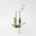 Orchid plant