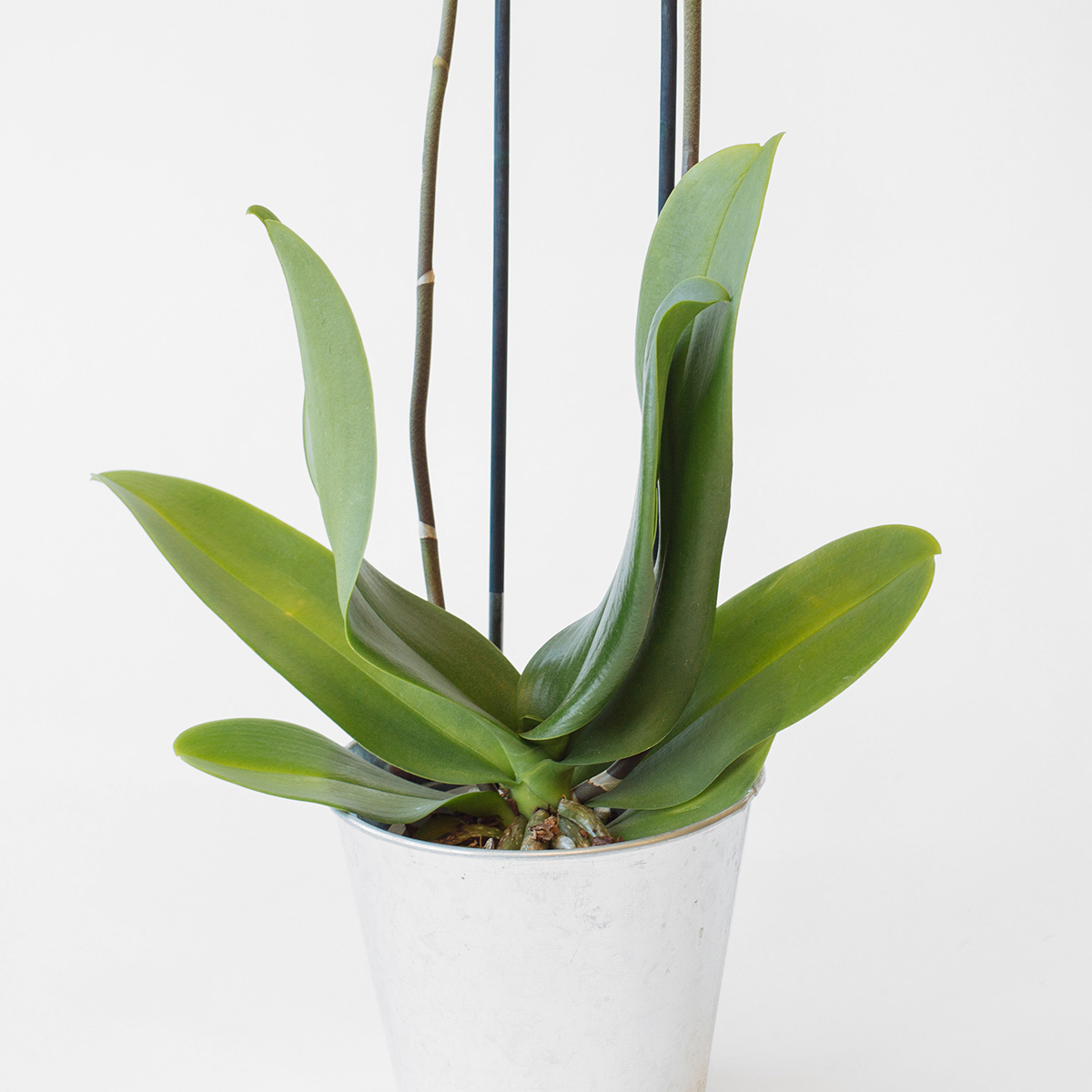 Orchid plant original