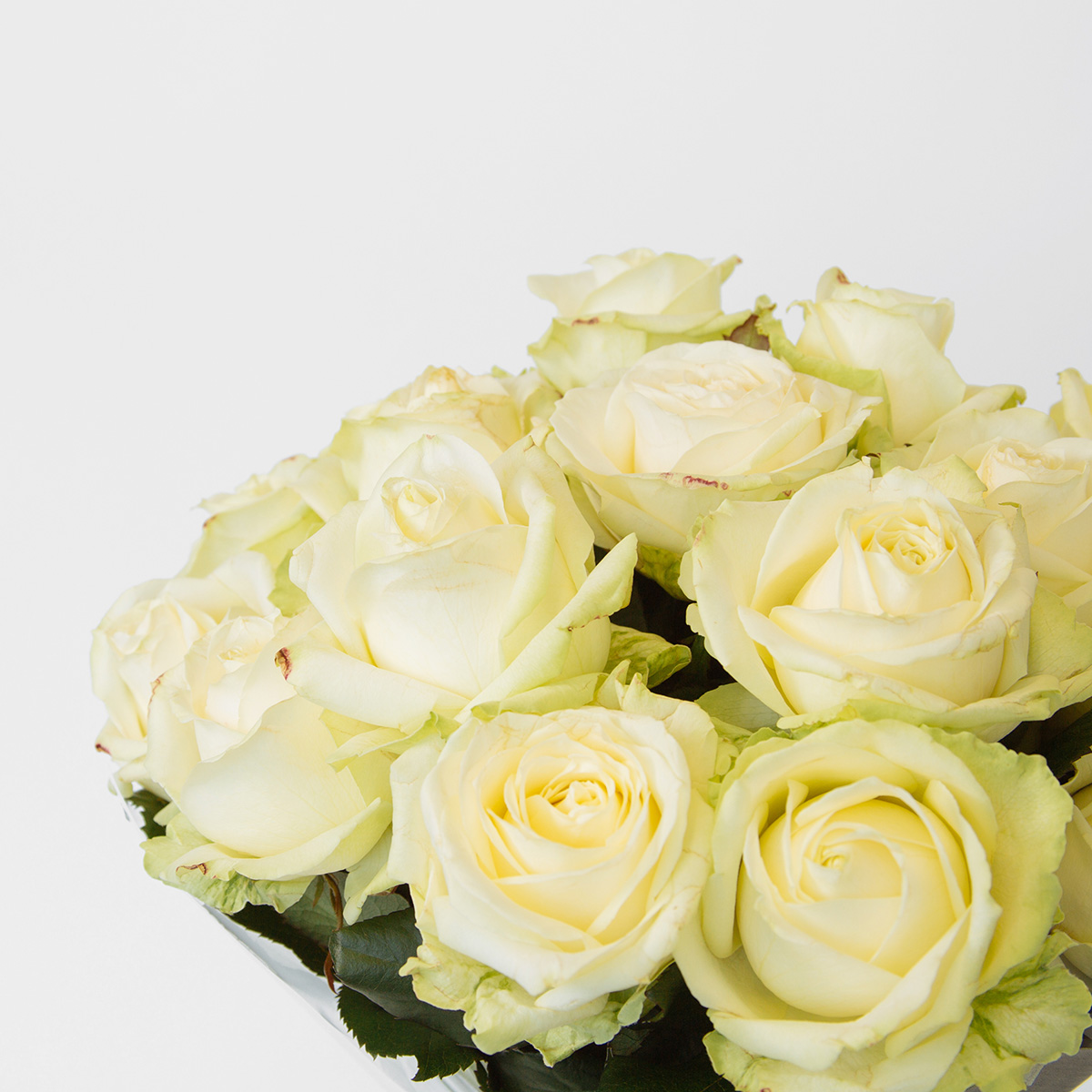 Avalanche Roses original