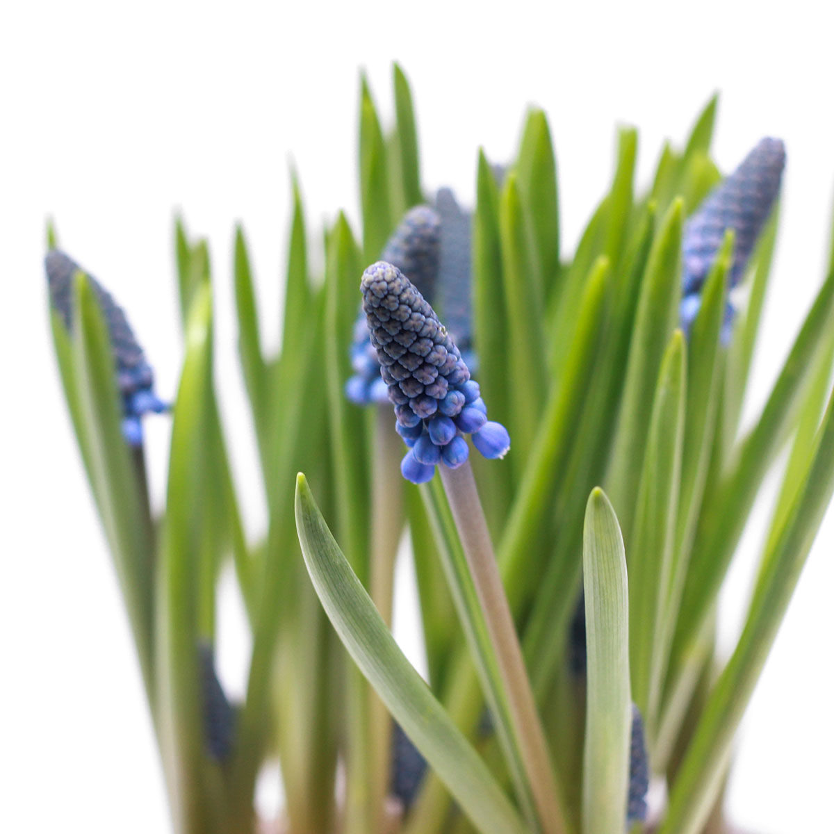 Muscari Pot original