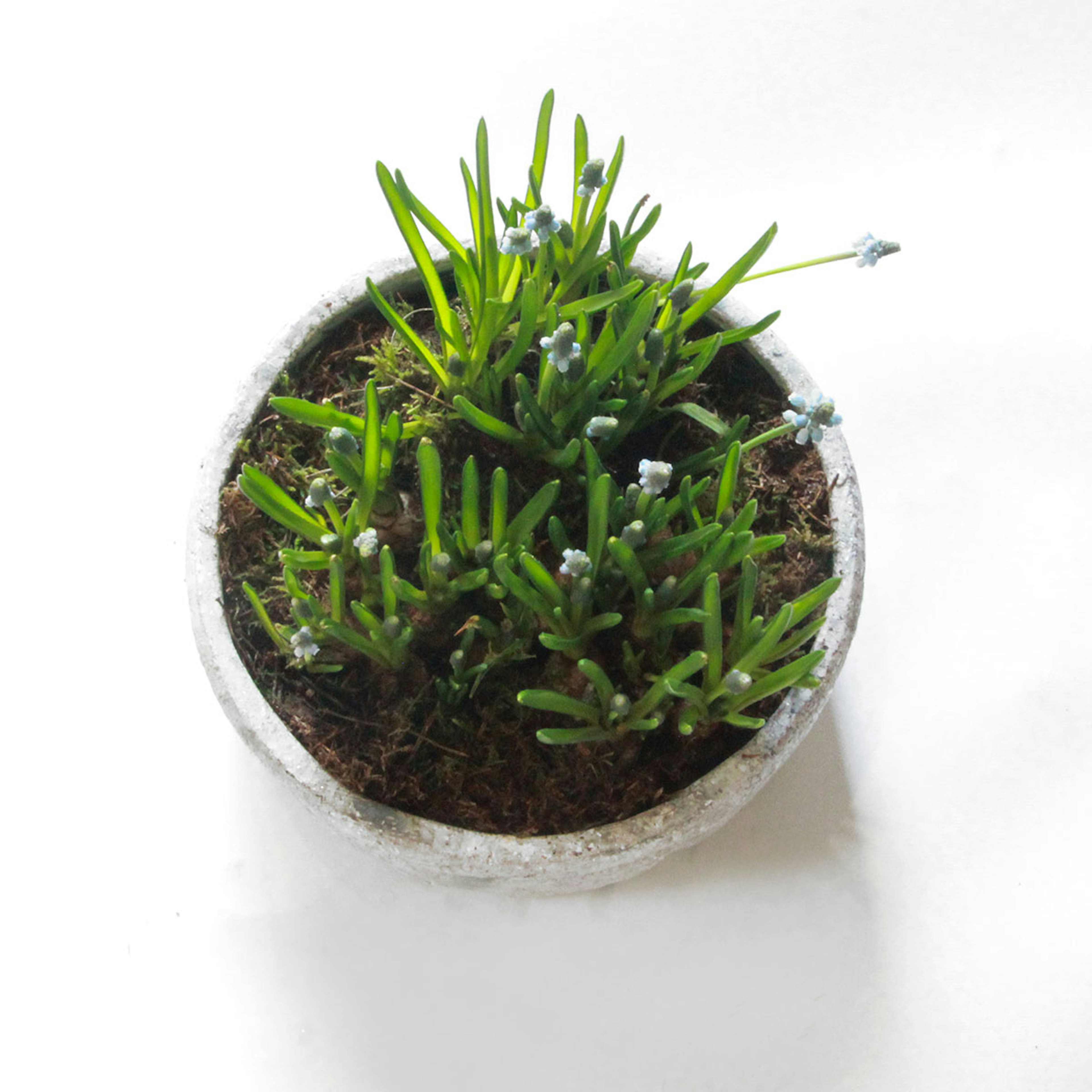 Muscri Large Planter original