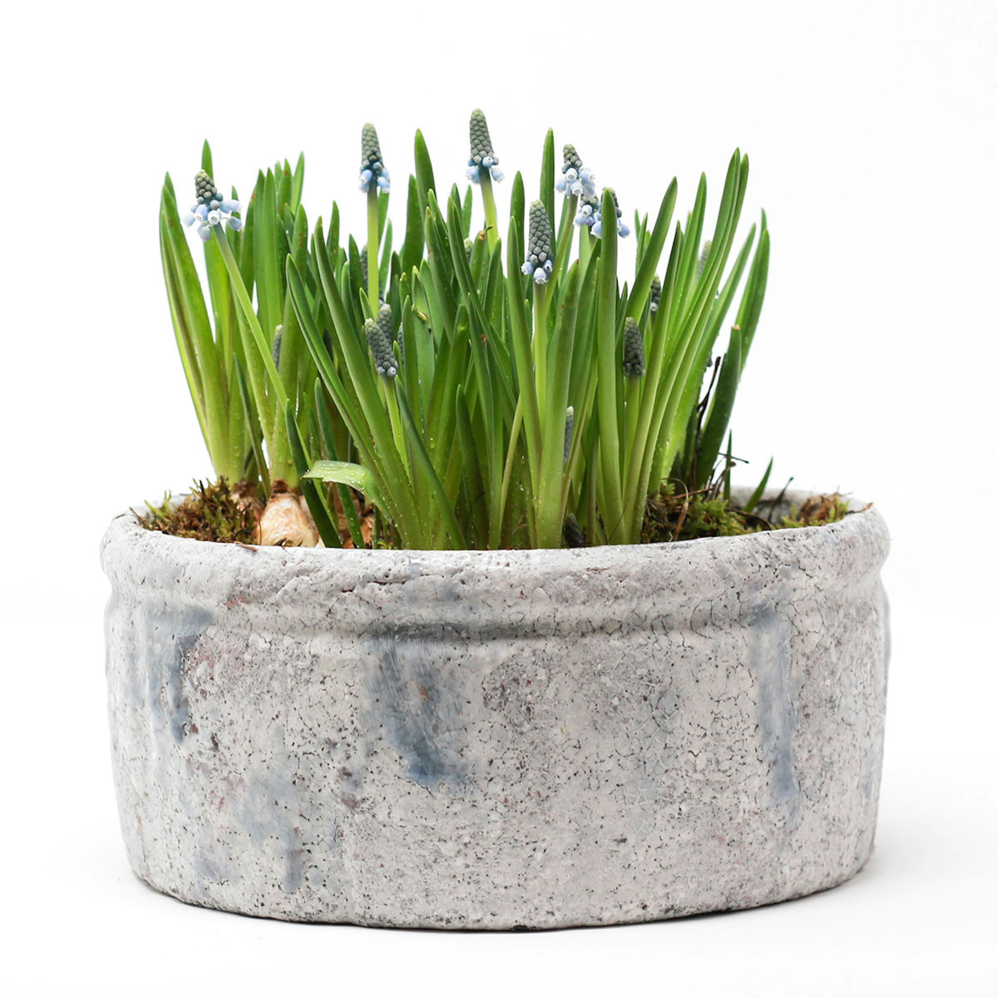 Muscri Large Planter original