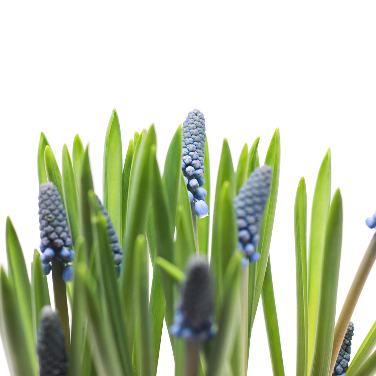 Muscari Pot original