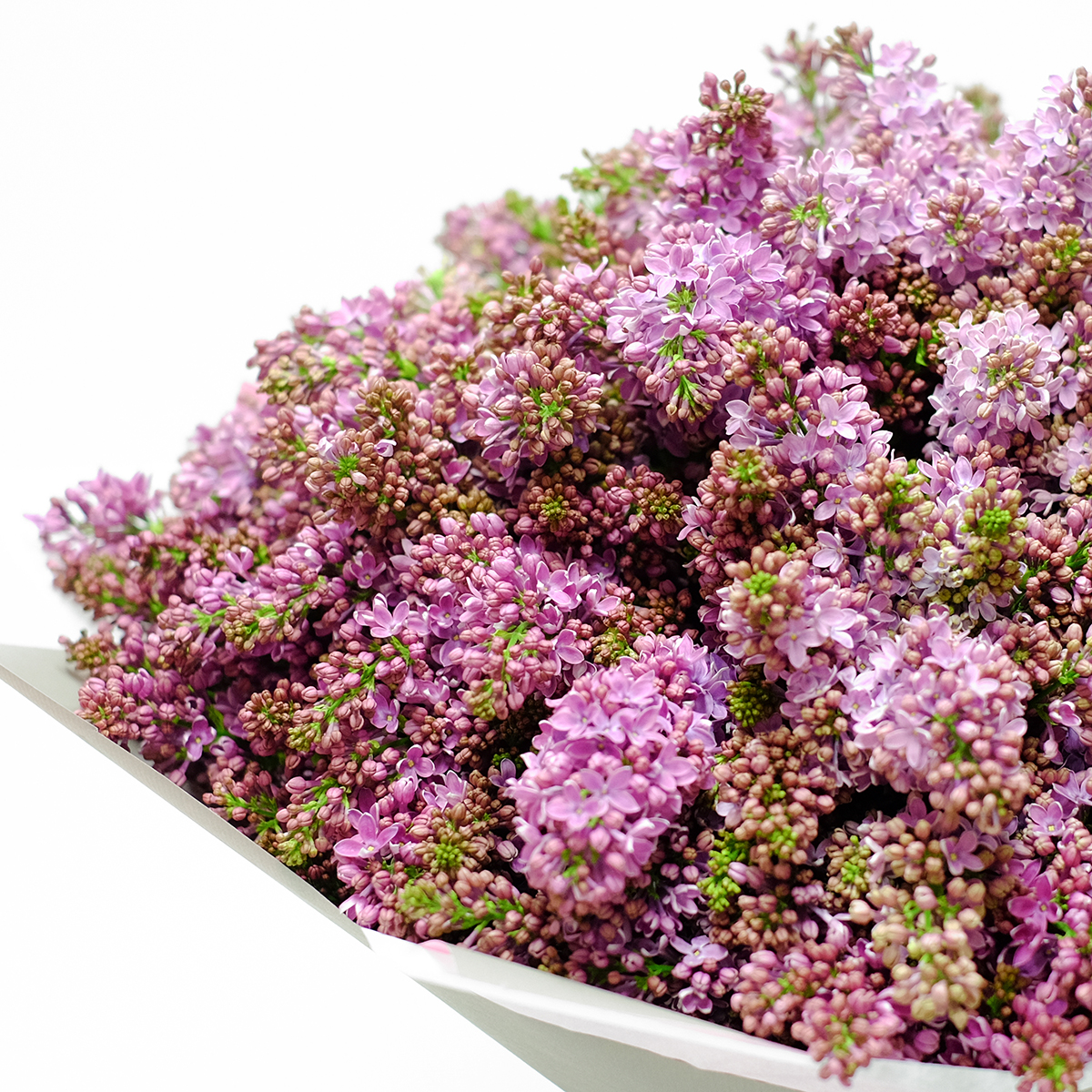 Lilac Dream original