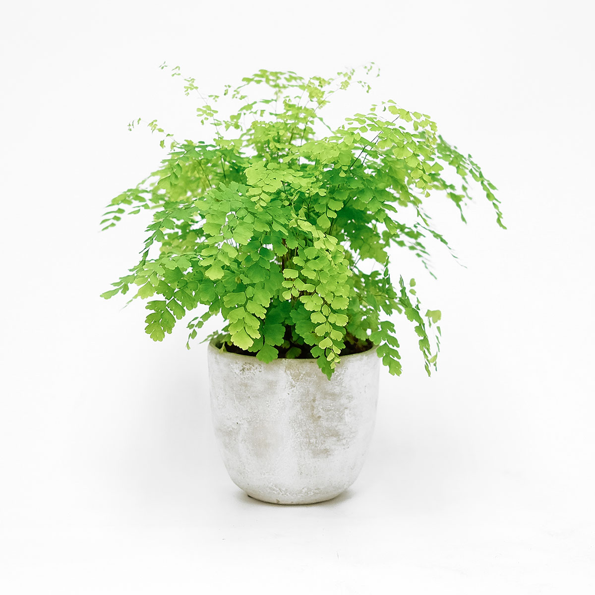 Iron Maidenhair original