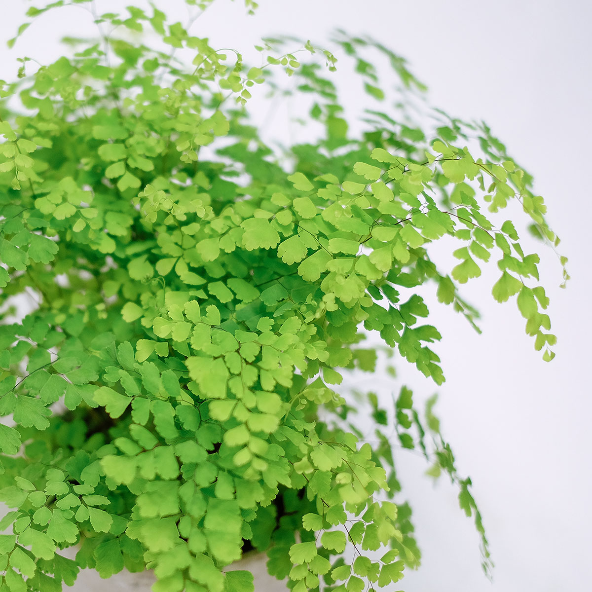 Iron Maidenhair original