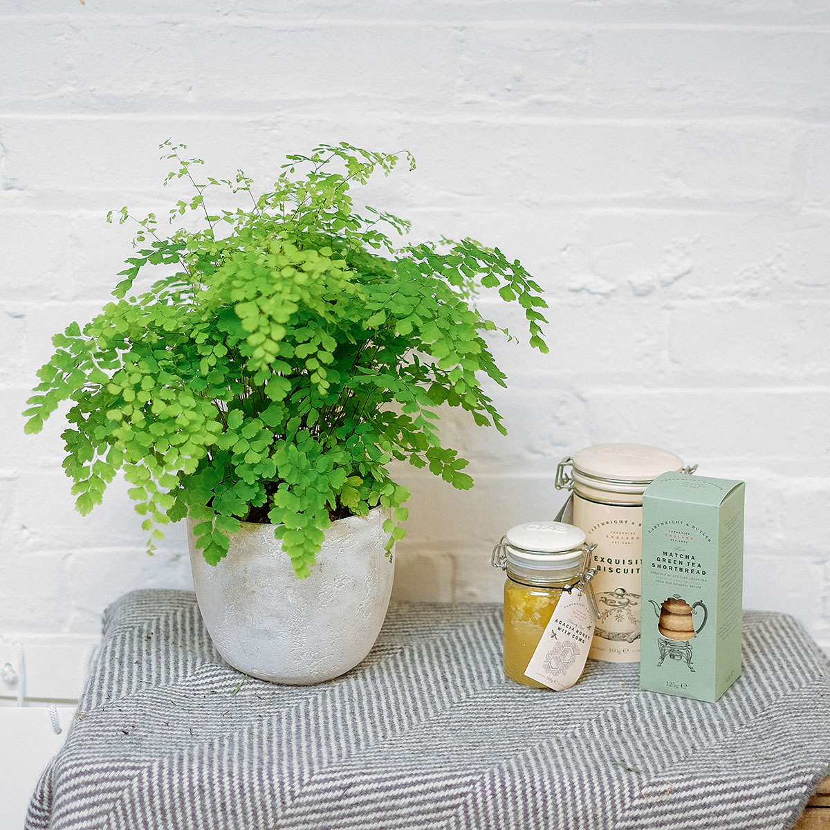 Iron Maidenhair original