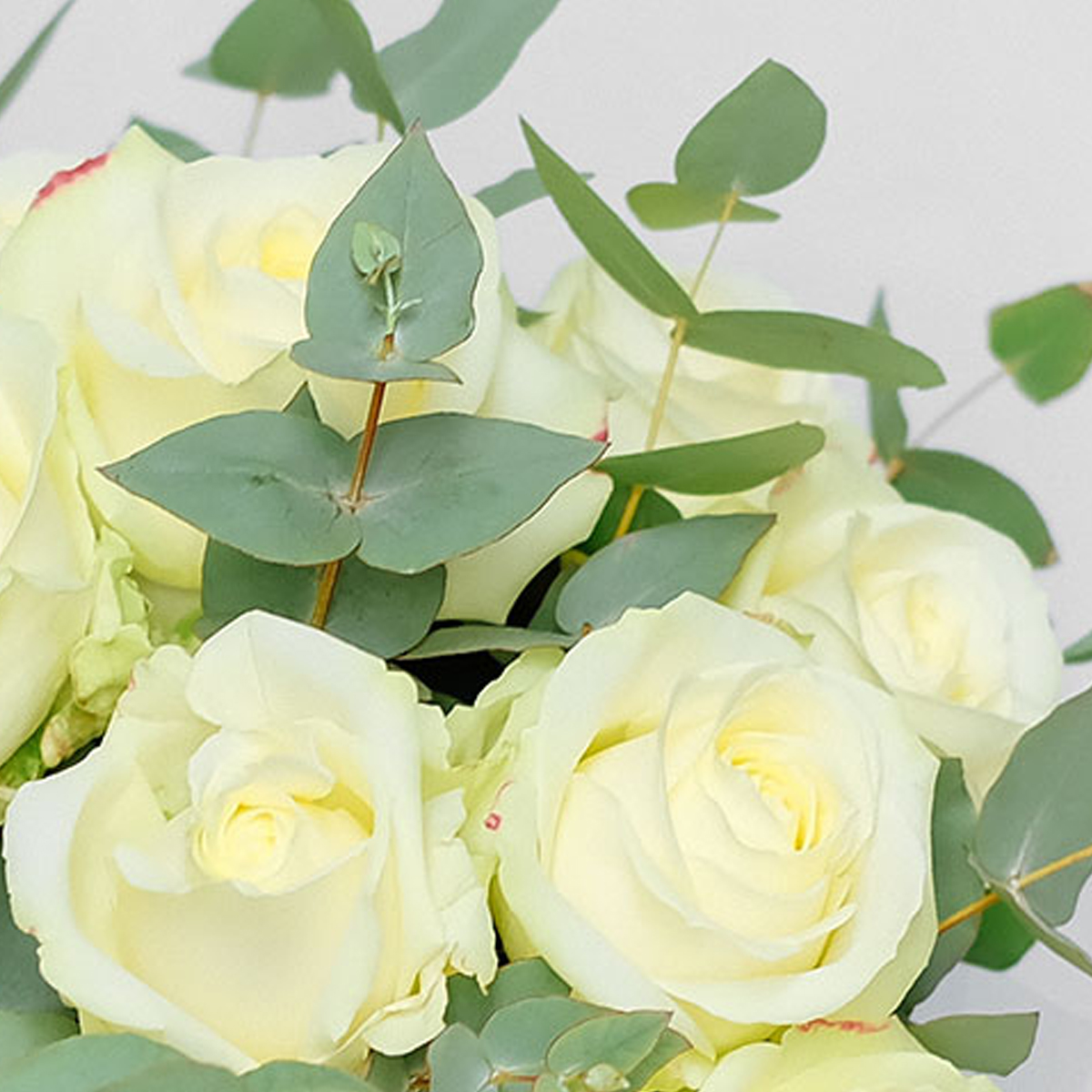 Rhapsody in White original