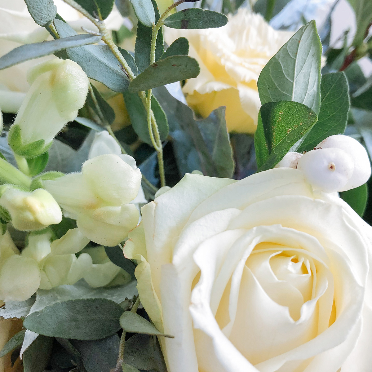 Autumn White Medium original