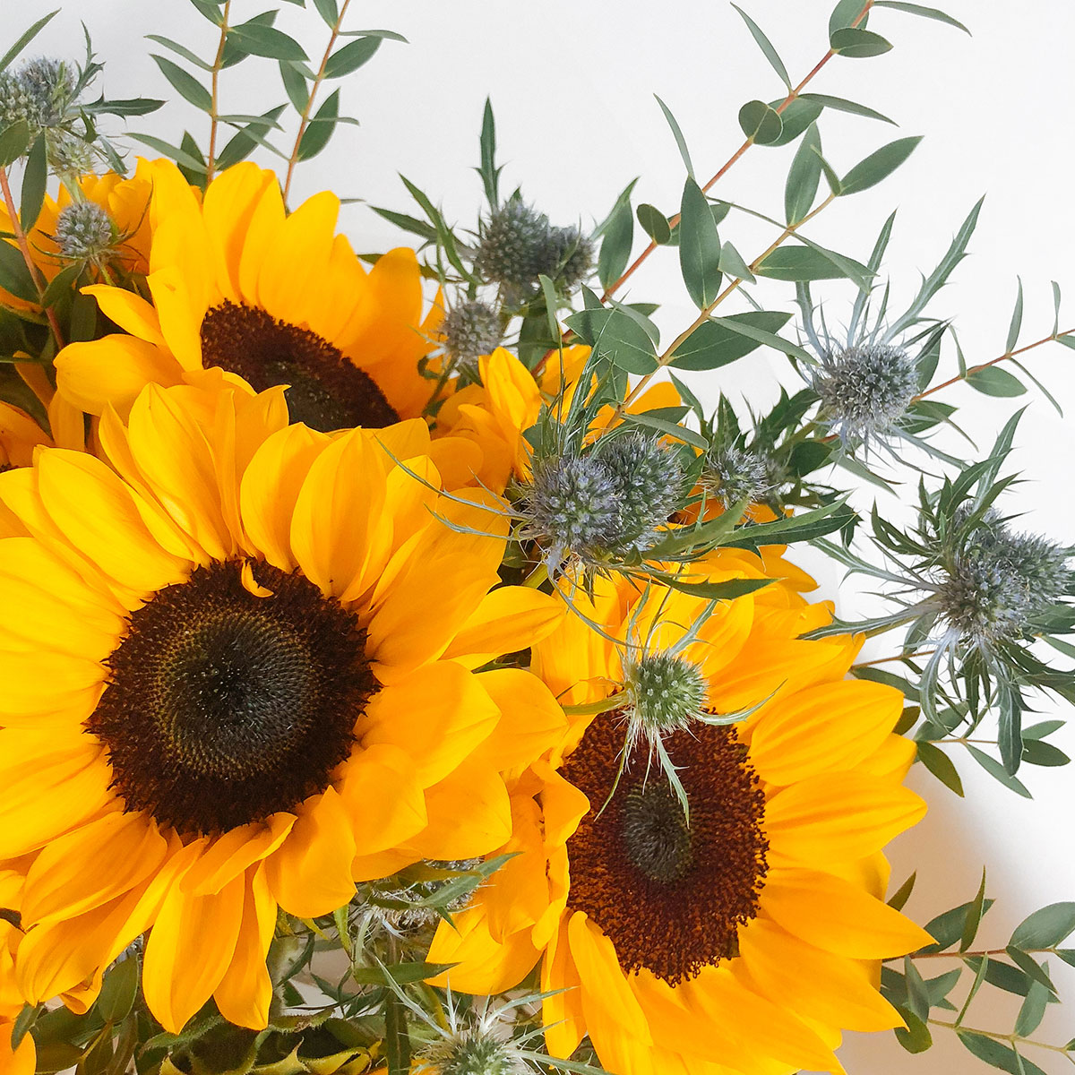 Hello Mr. Sun original