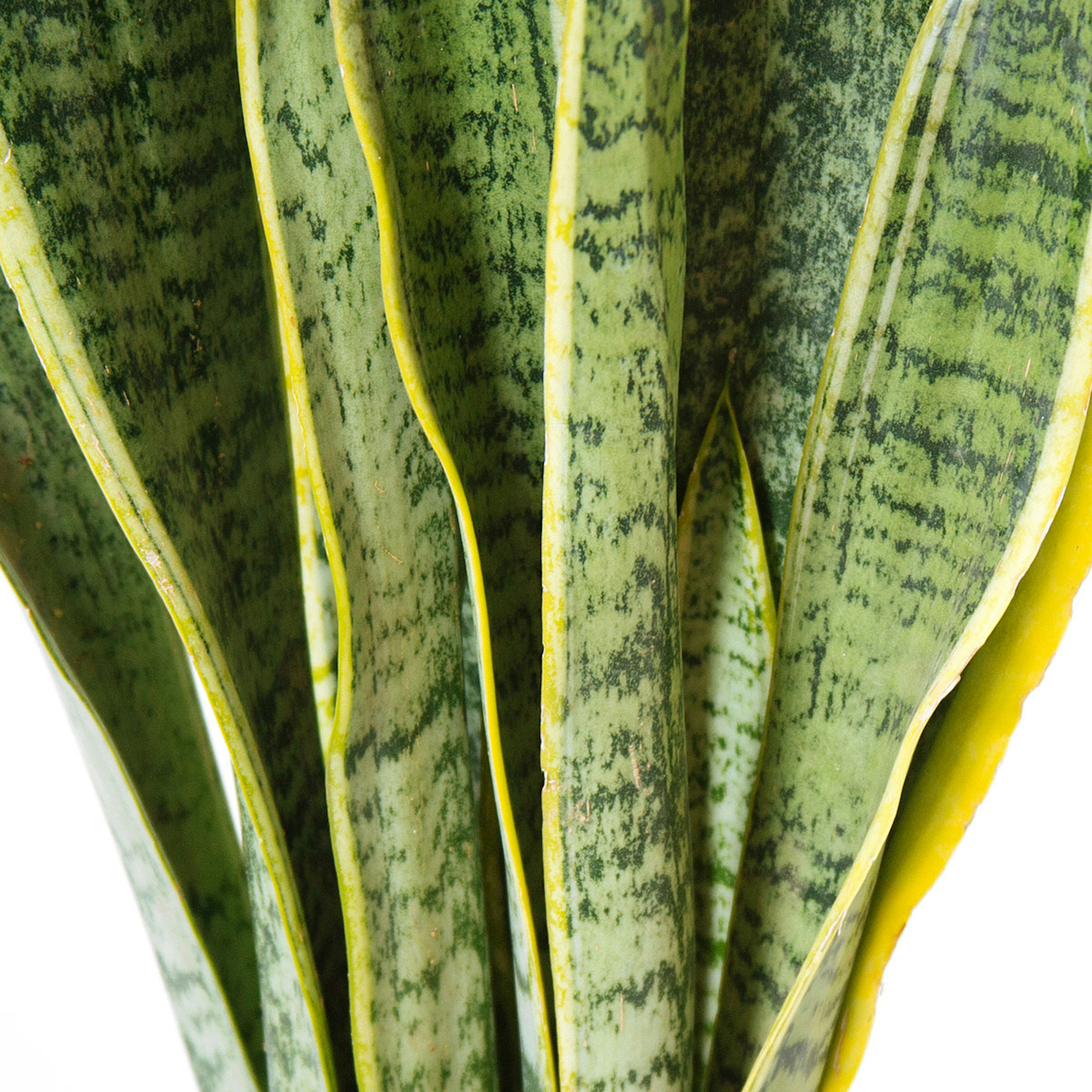 Snake's Tongue original