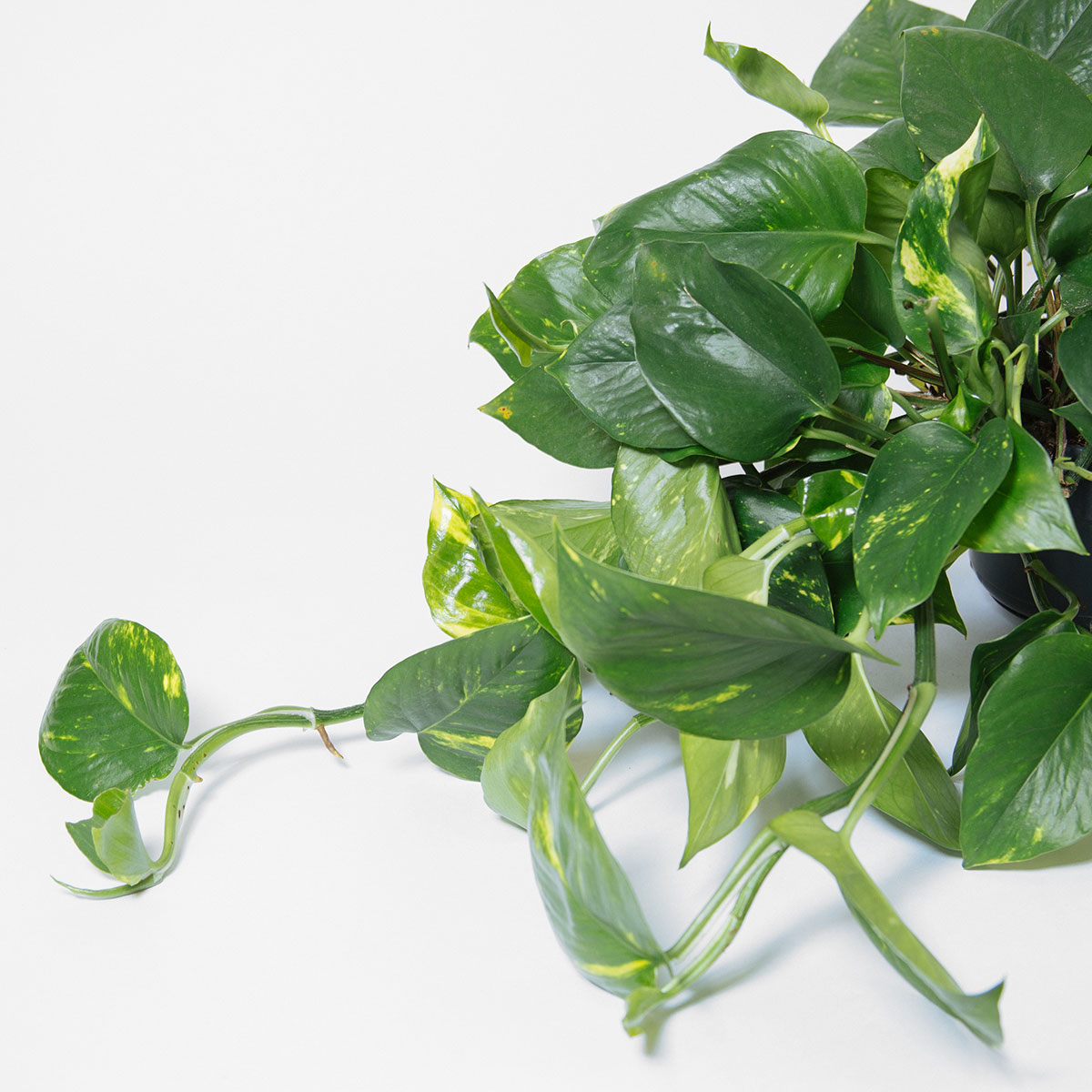 Devil's Ivy original