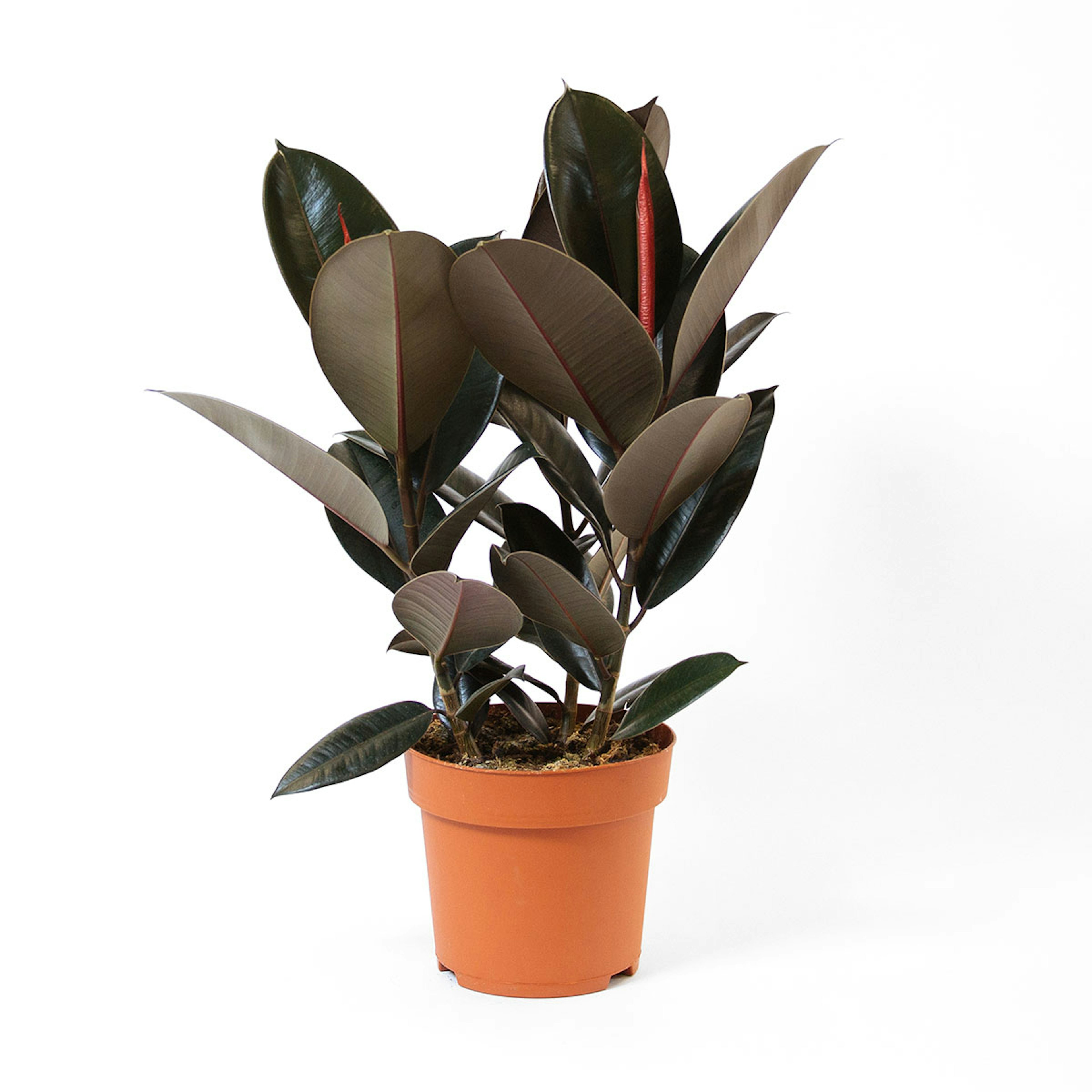 Rubber Plant original