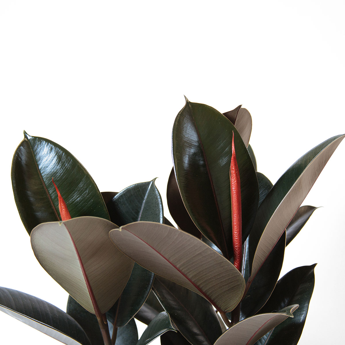 Rubber Plant original