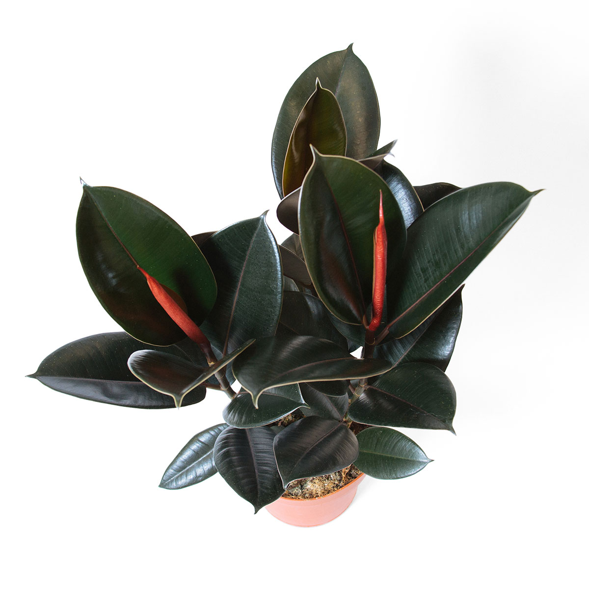 Rubber Plant original