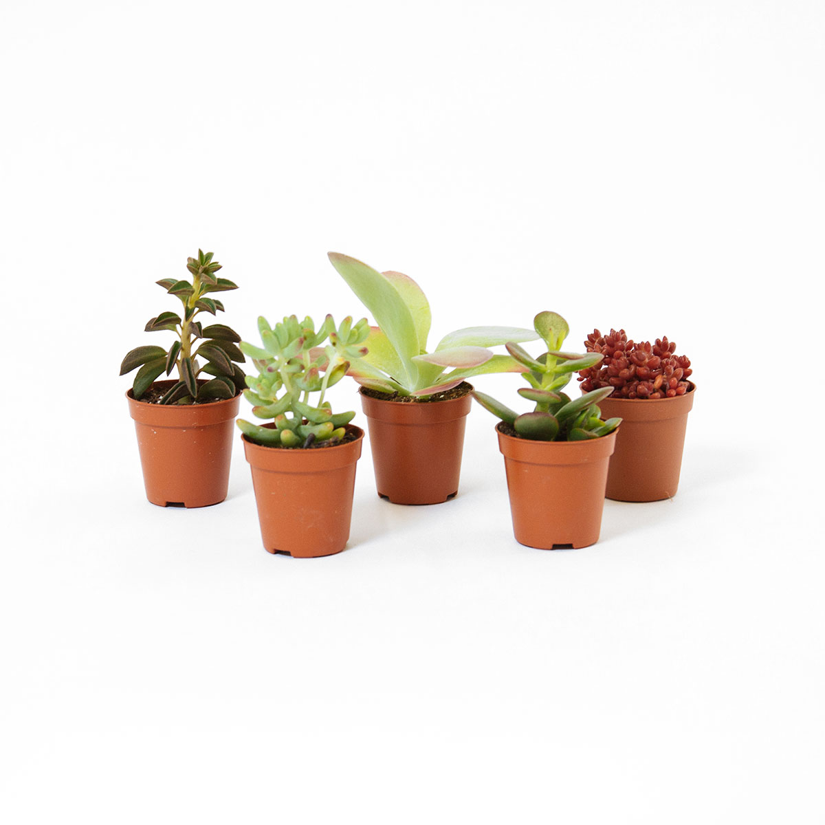 Succulent Mix 5 original