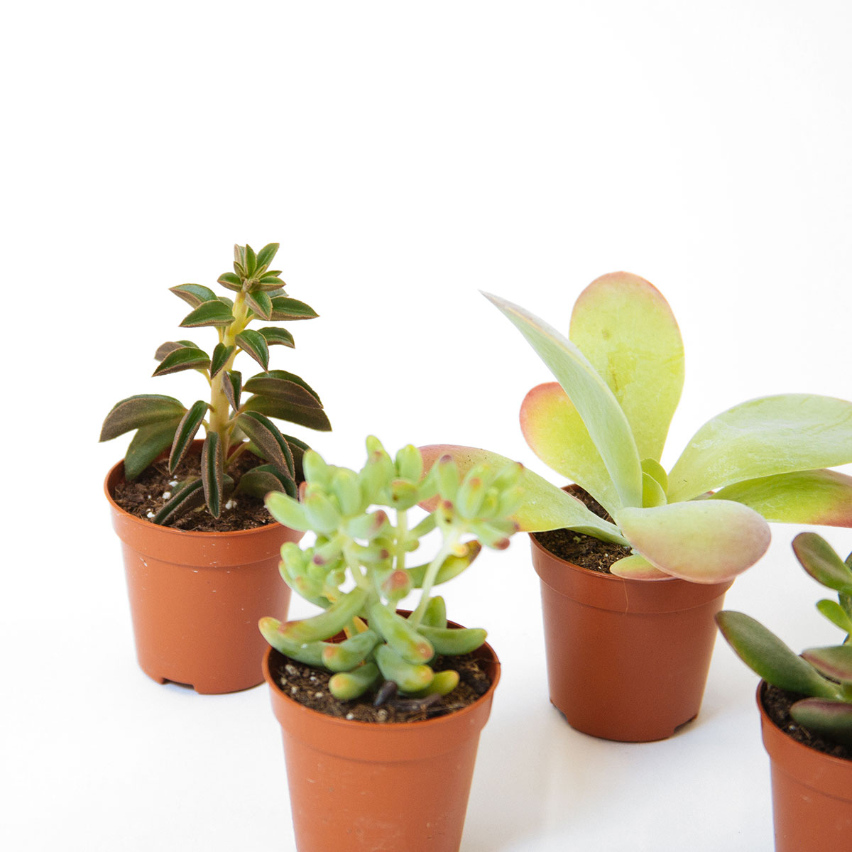 Succulent Mix 5 original