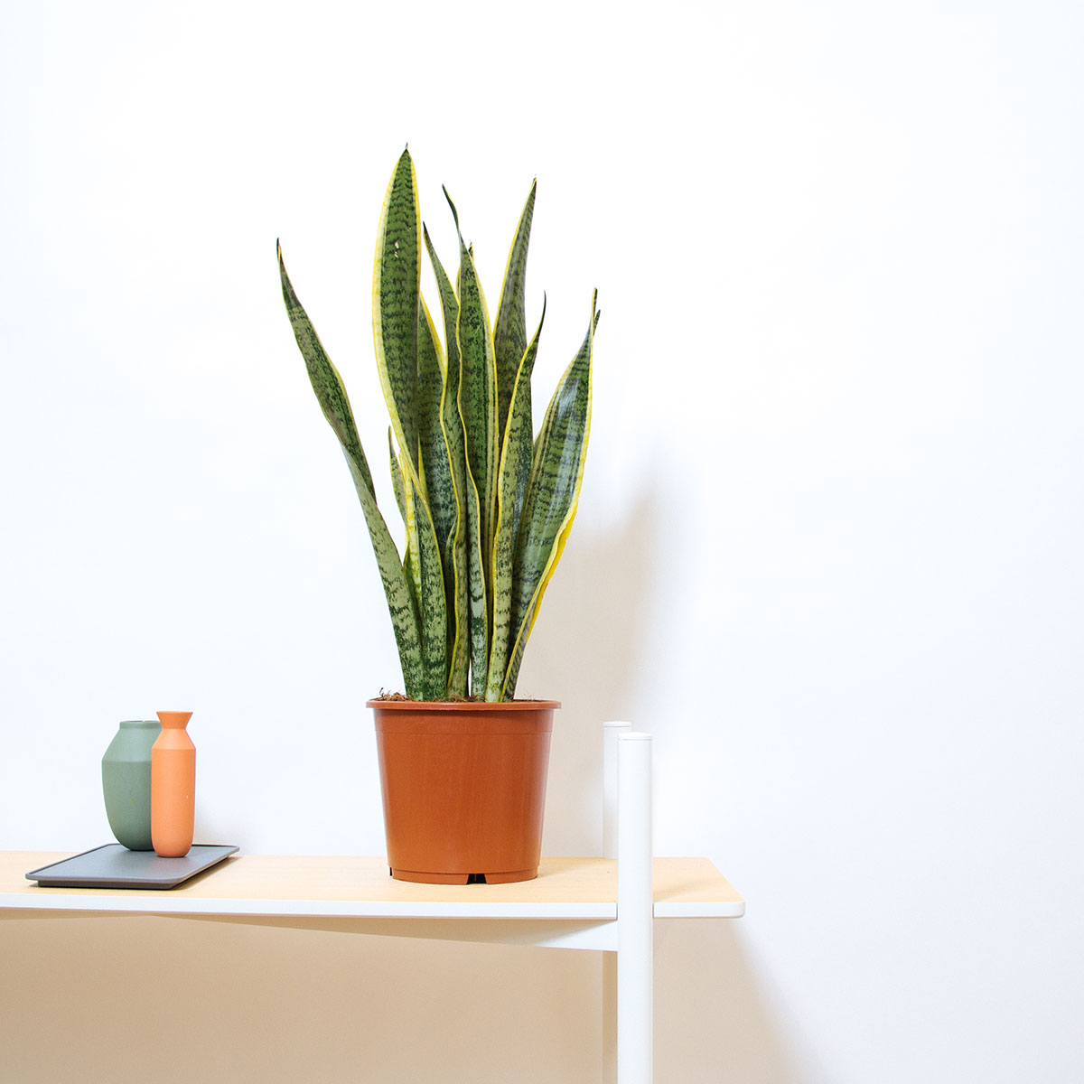 Snake's Tongue original