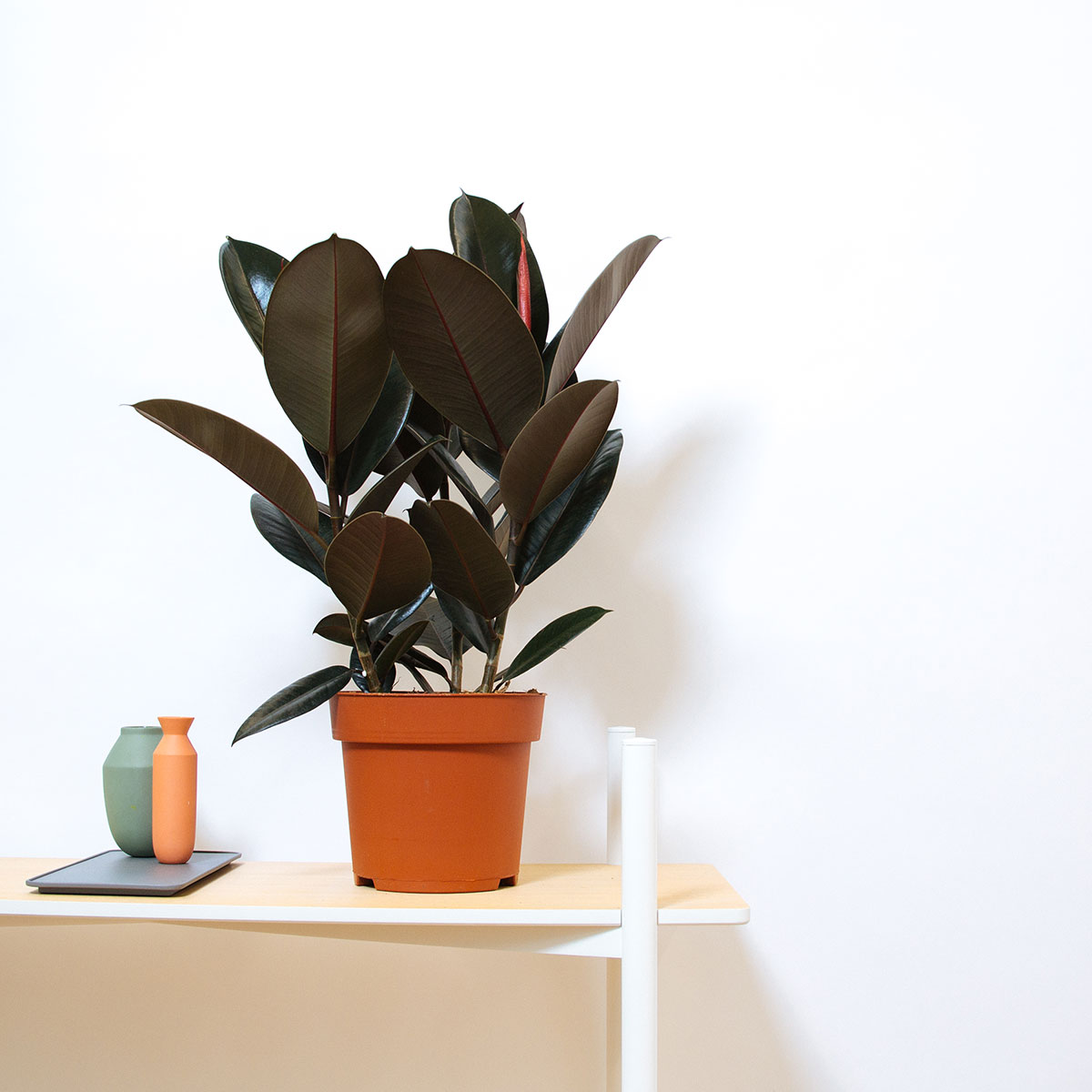 Rubber Plant original