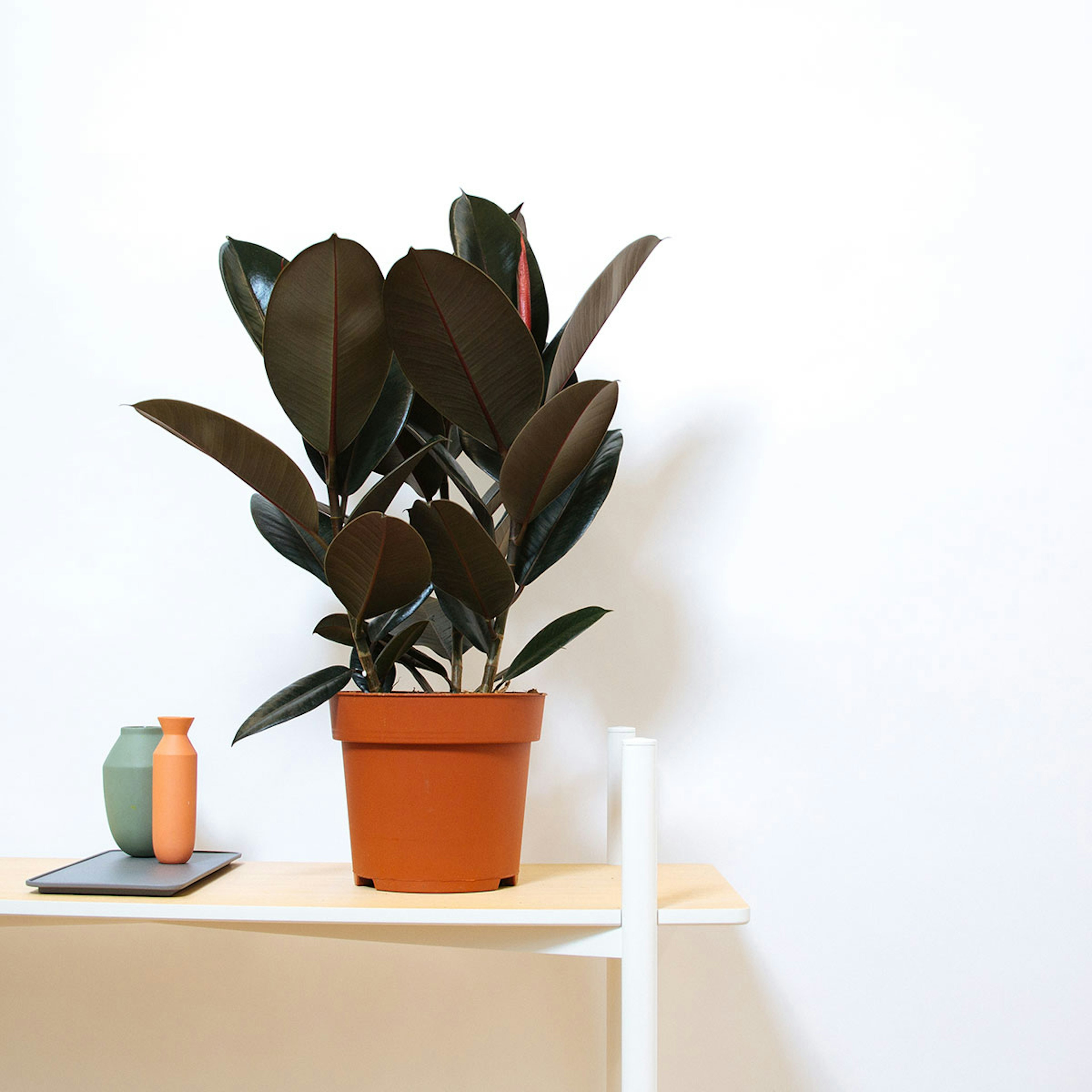 Rubber Plant original