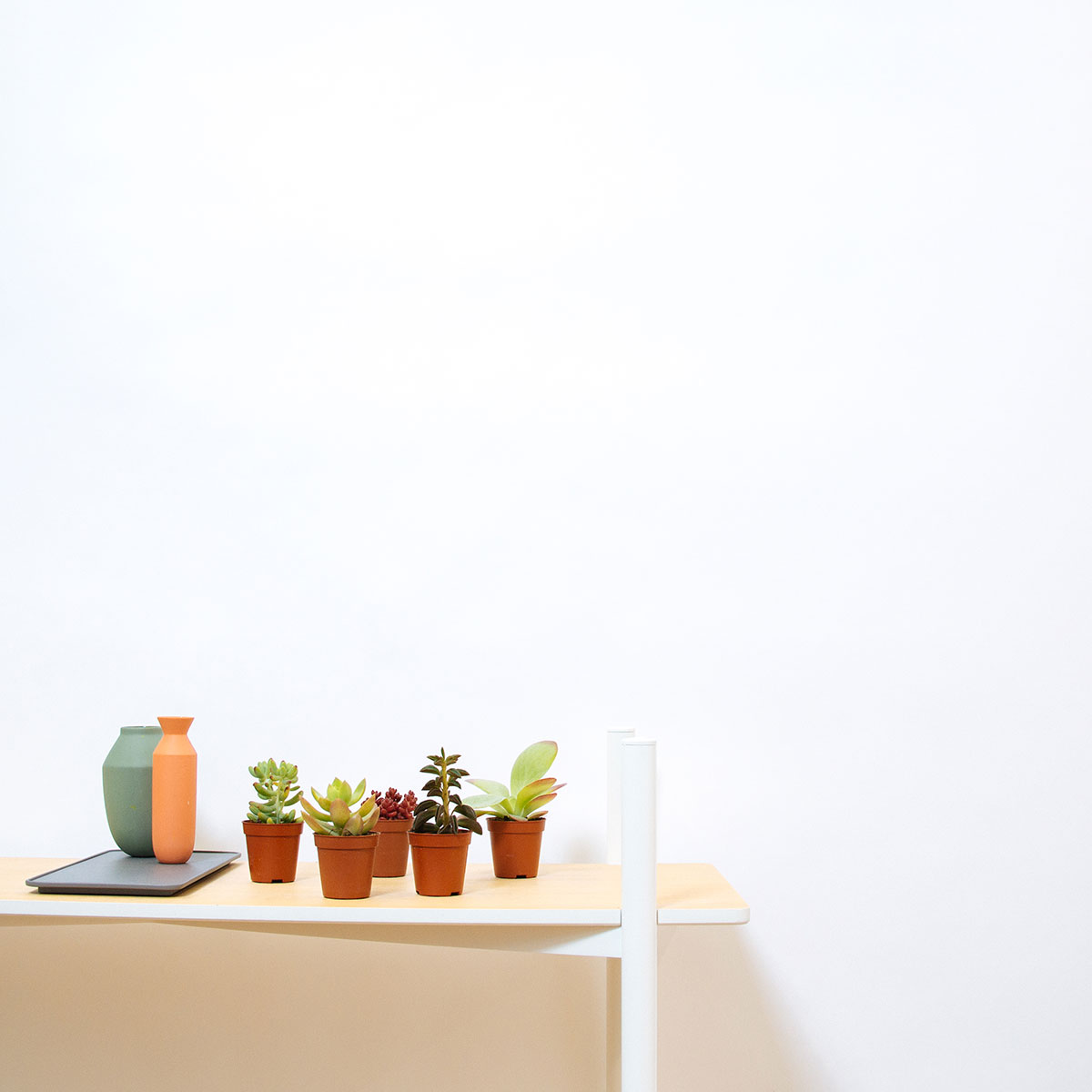 Succulent Mix 5 original