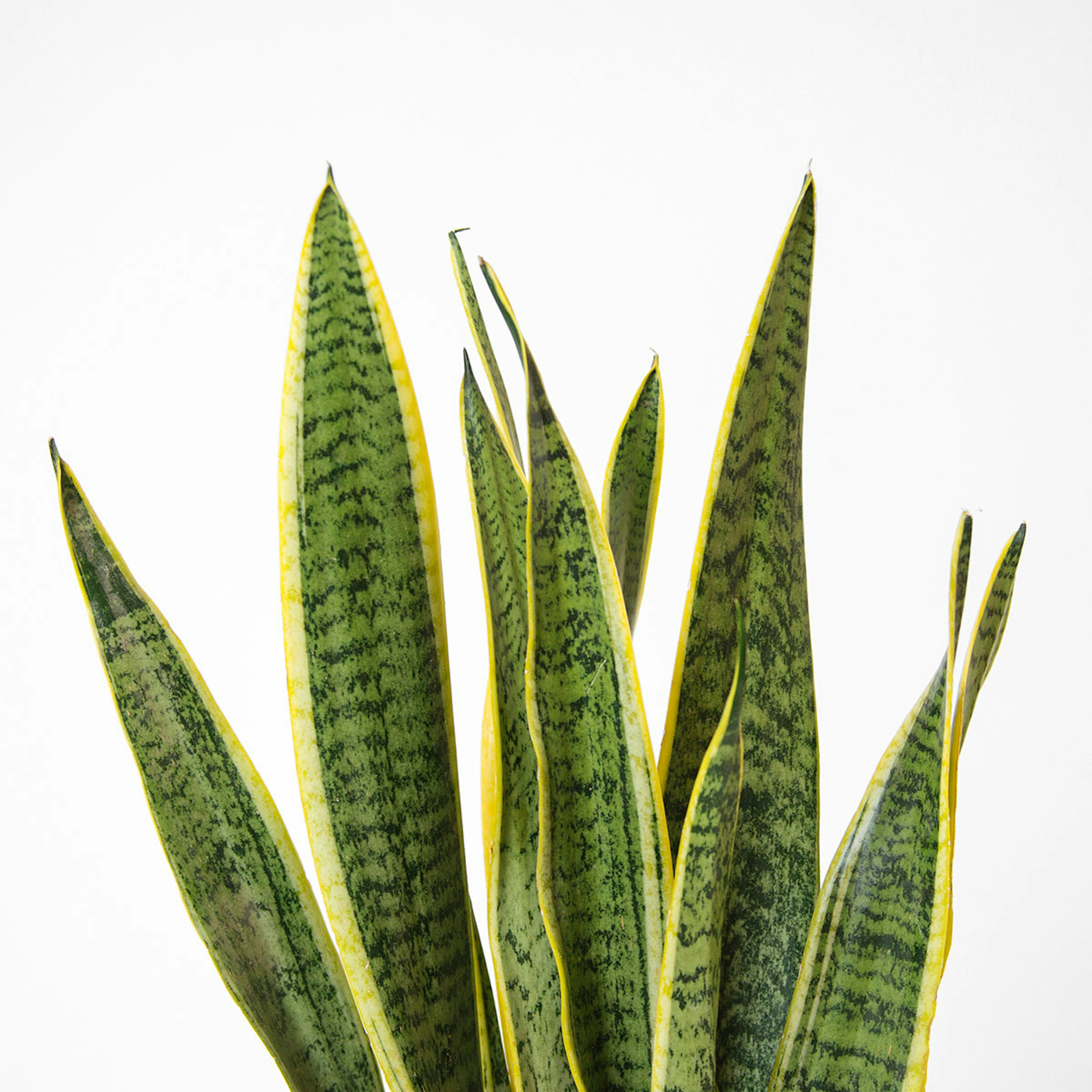 Snake's Tongue original