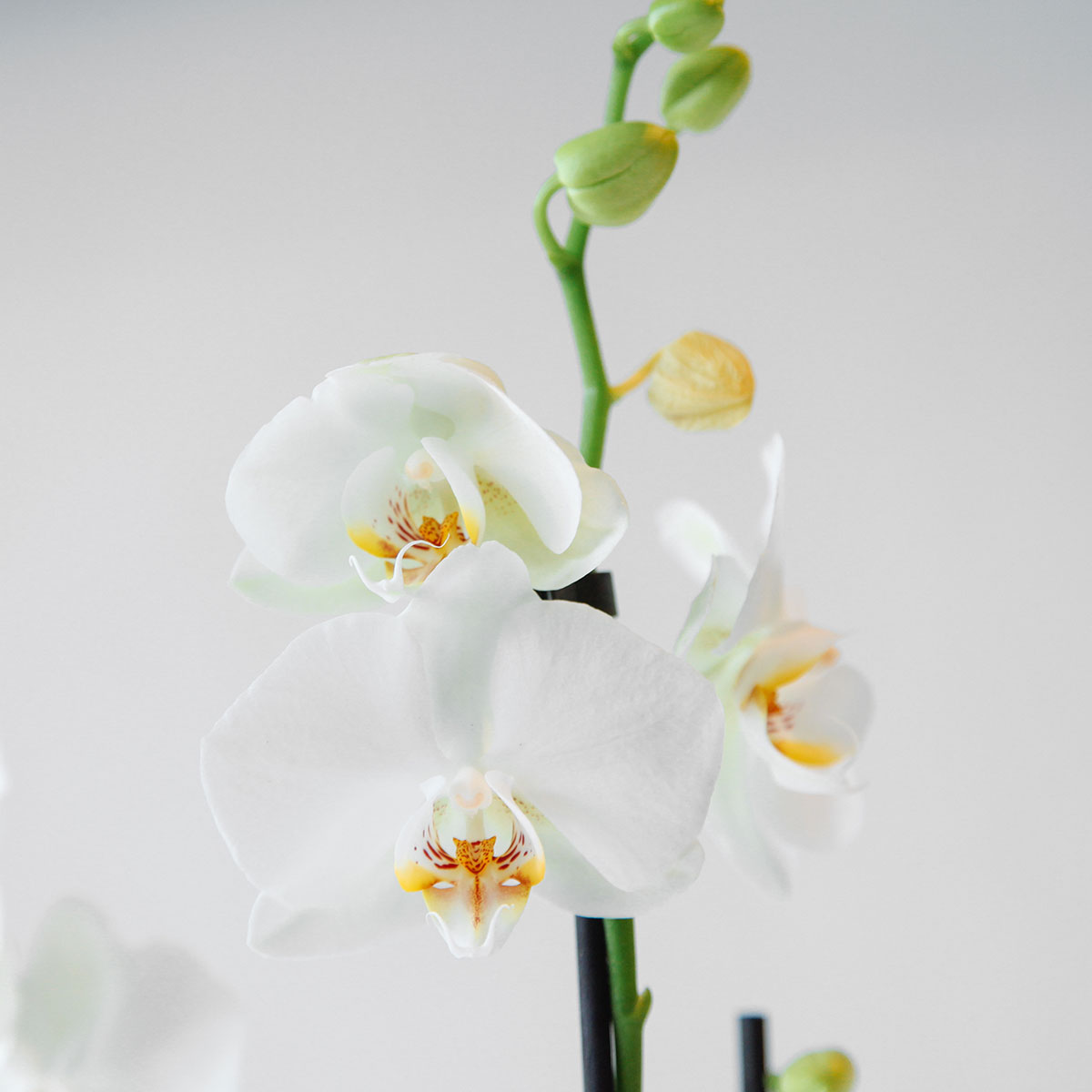 Phalaenopsis Orchid