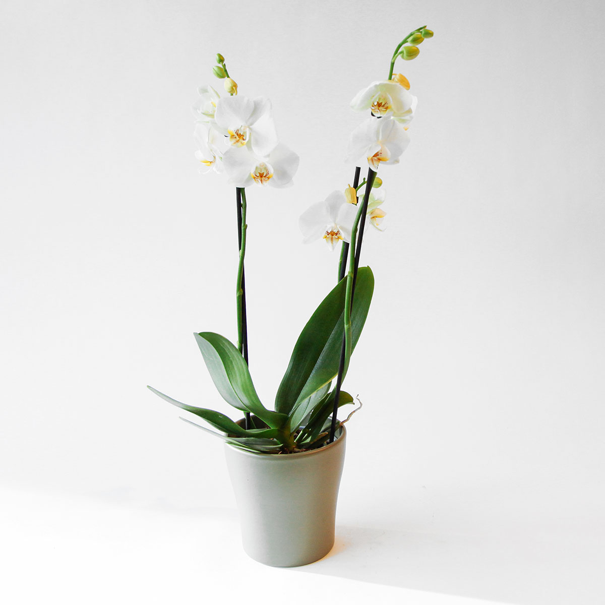 Phalaenopsis Orchid original