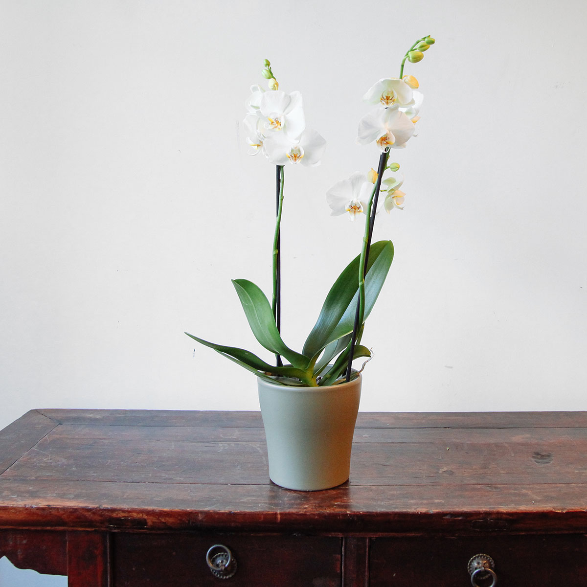 Phalaenopsis Orchid original