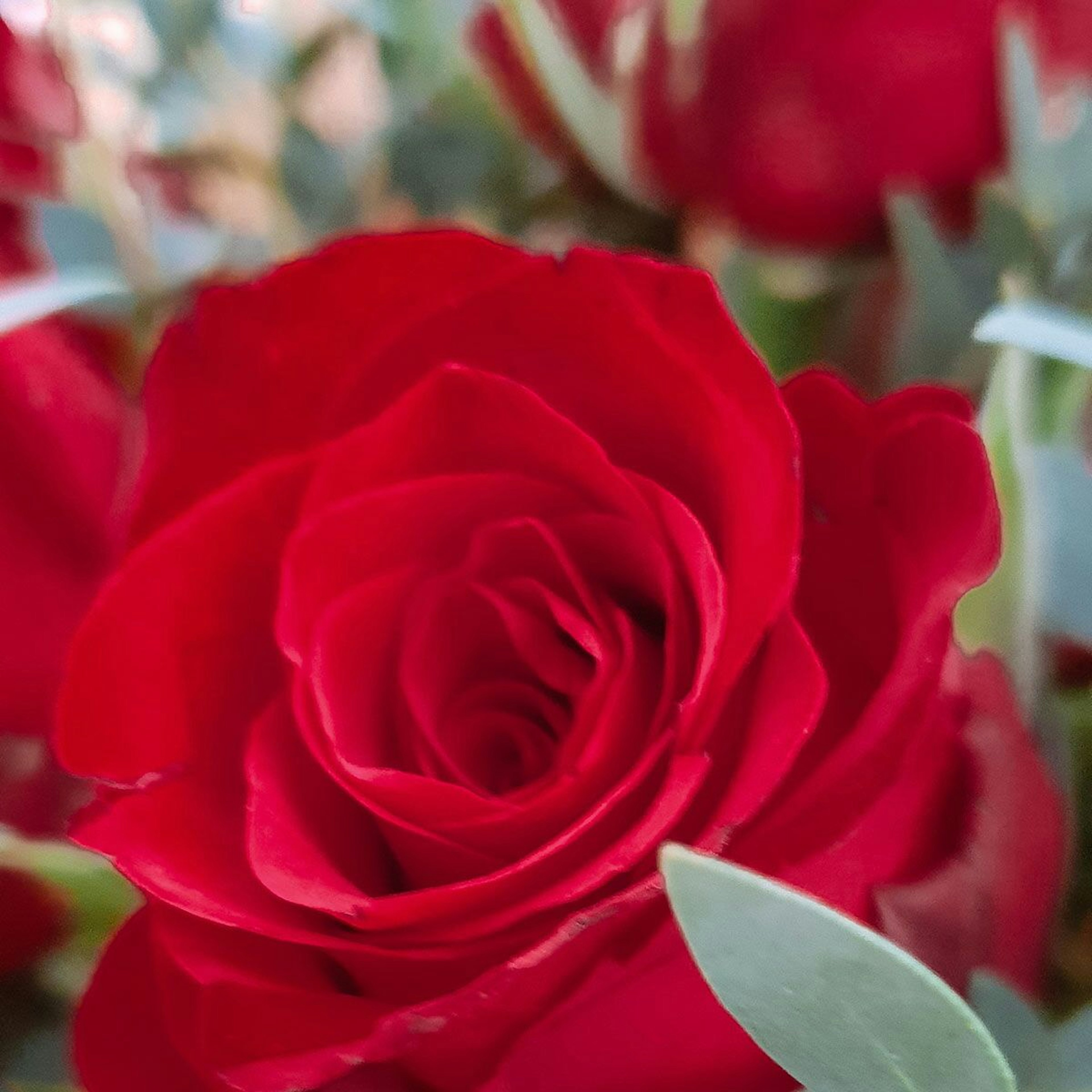 The classic rose original