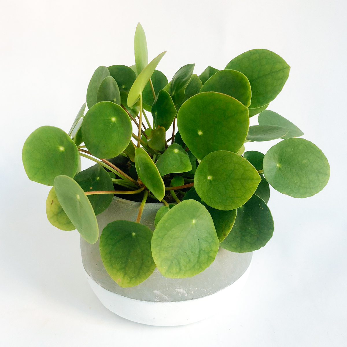 Pilea Plant original