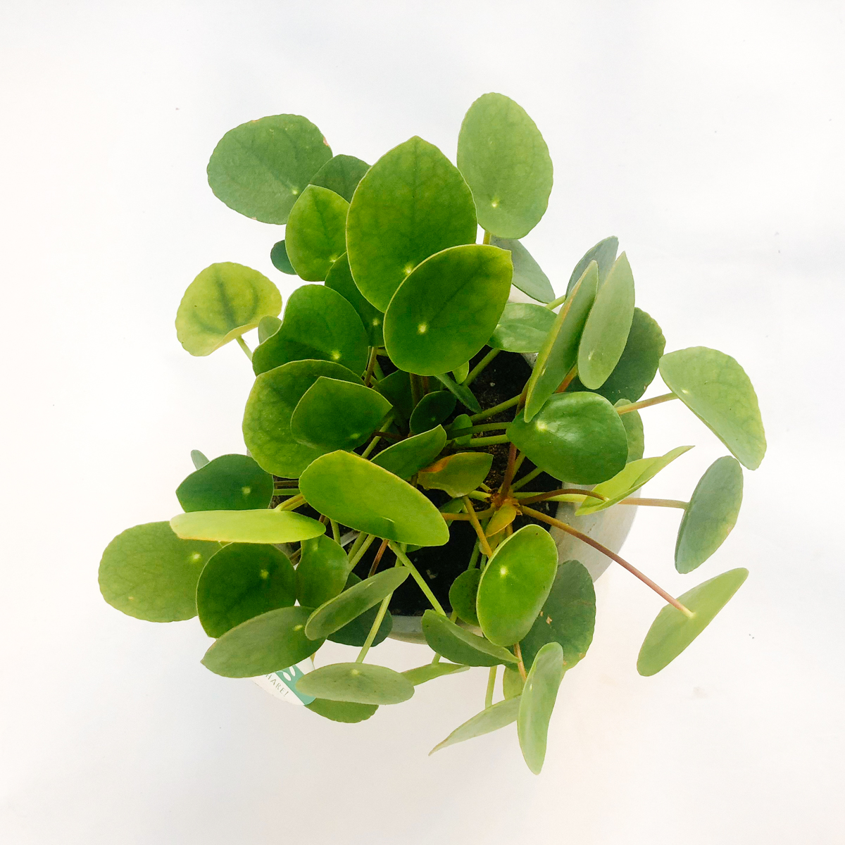 Pilea Plant original