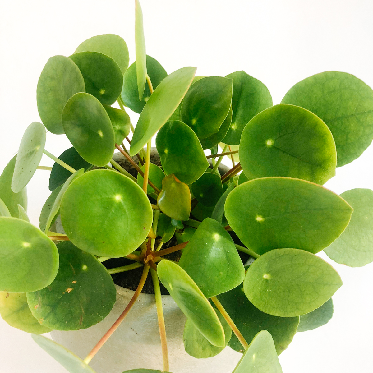 Pilea Plant original