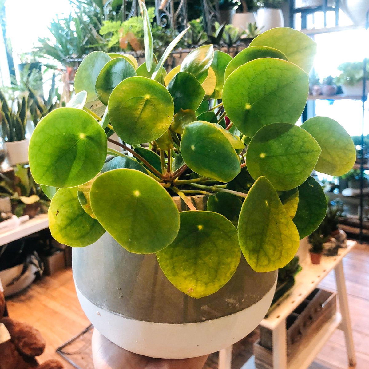 Pilea Plant original
