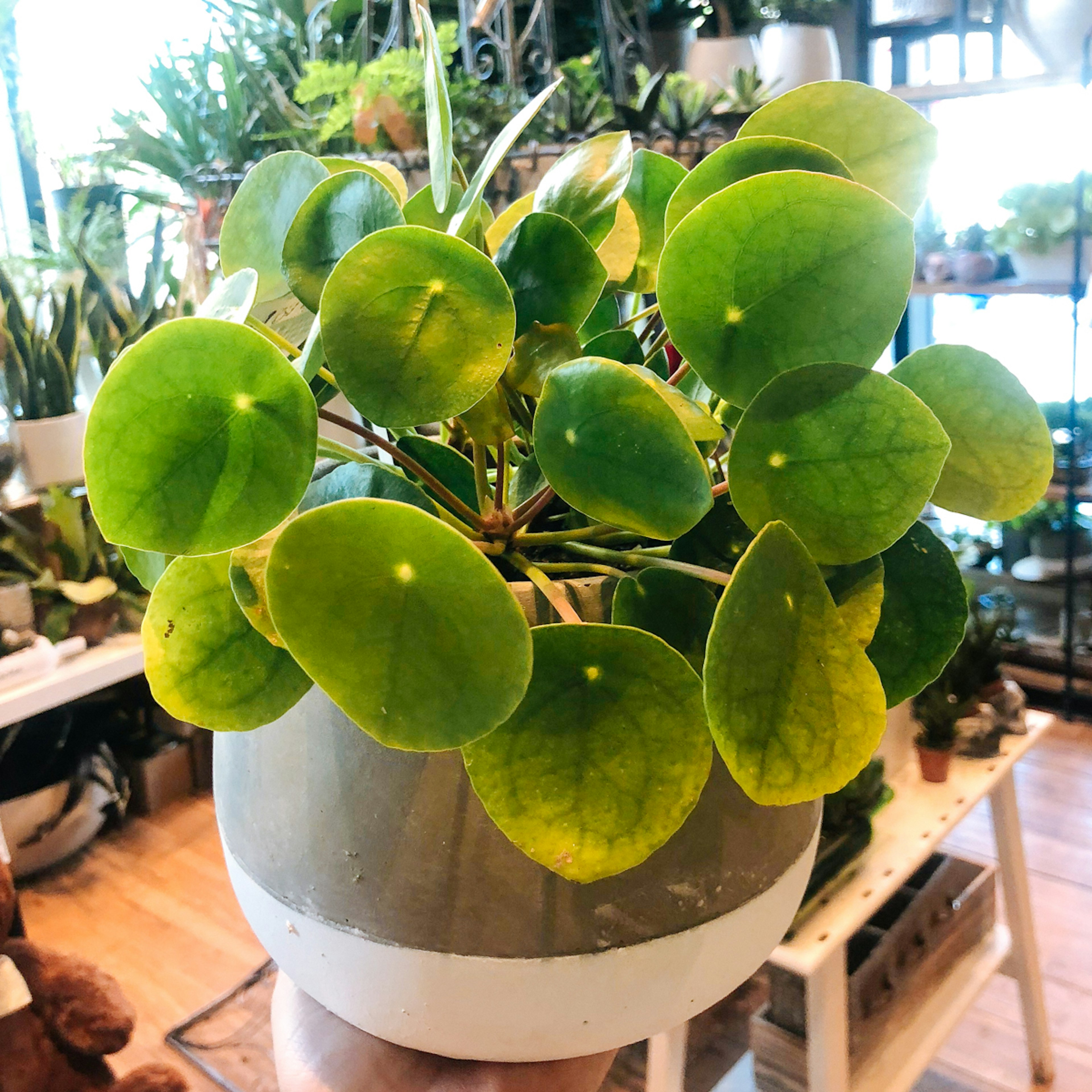 Pilea Plant original