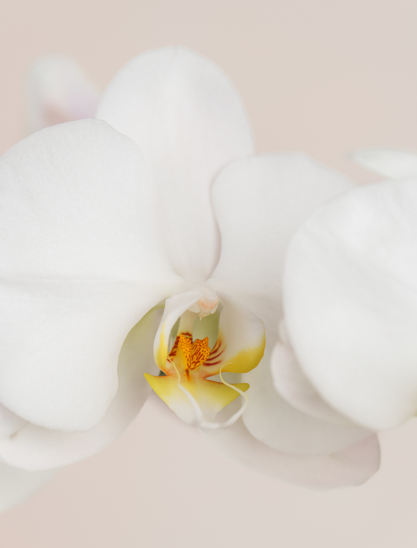 Original by Ode a La ROSE- Chicago  — flowers available for delivery from Floom