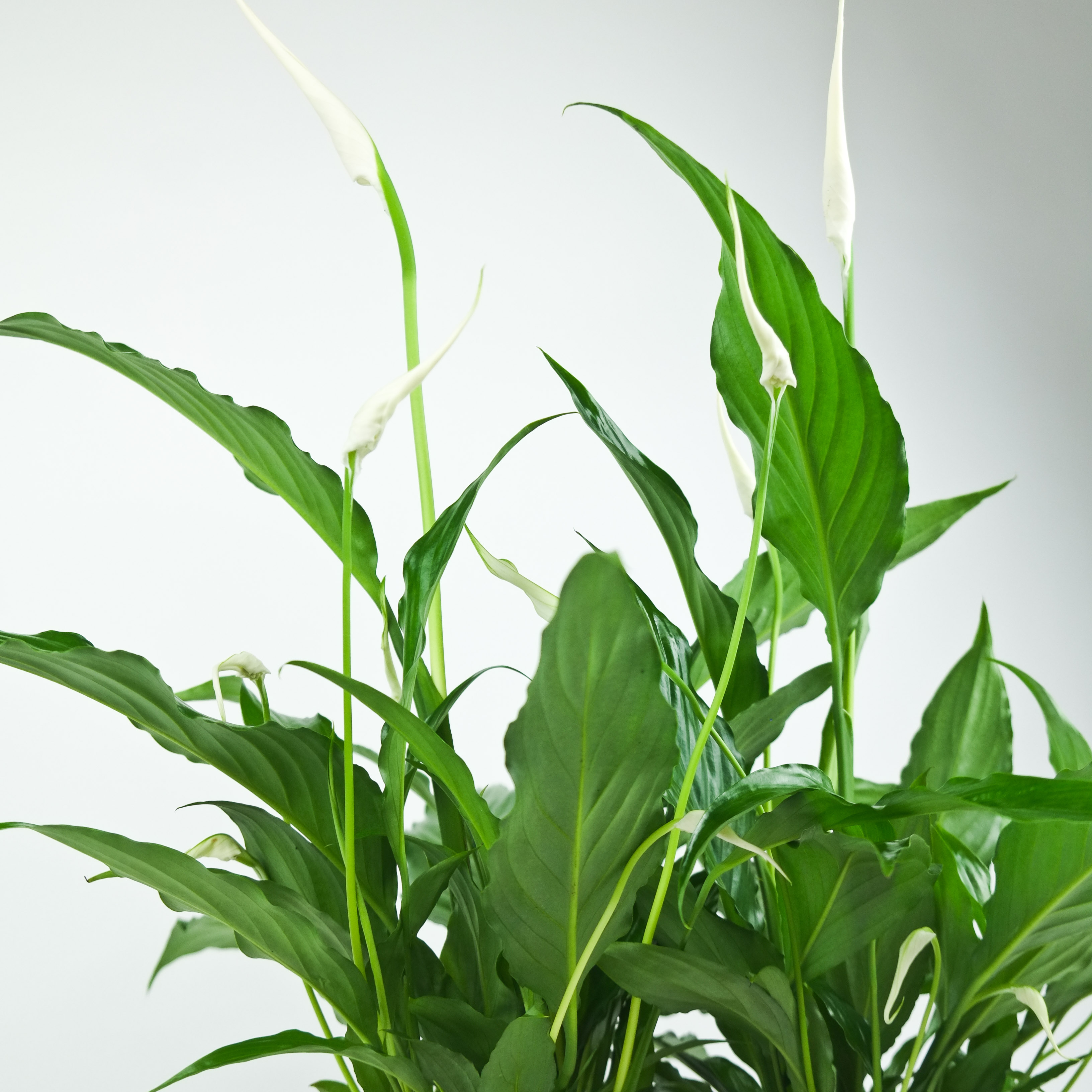 Rustic Peace Lily (D)