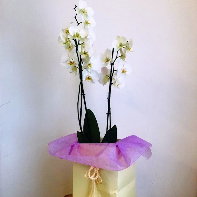 Orchids