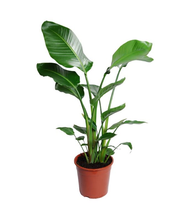 Strelitzia Nicolai