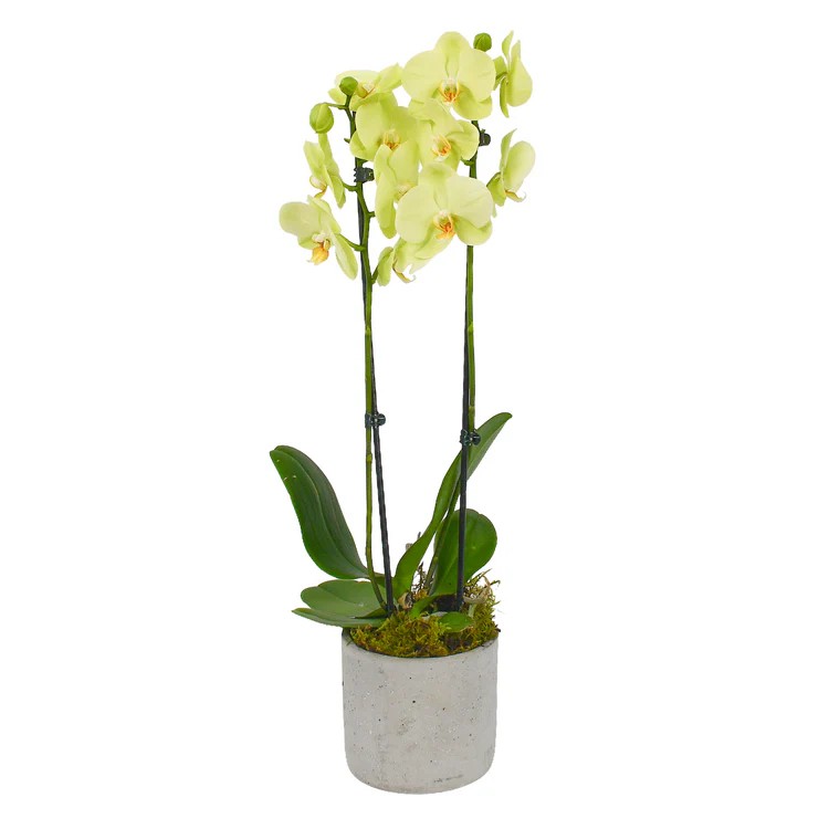 Original by Flowers & Plants Co — flowers available for delivery from Floom
