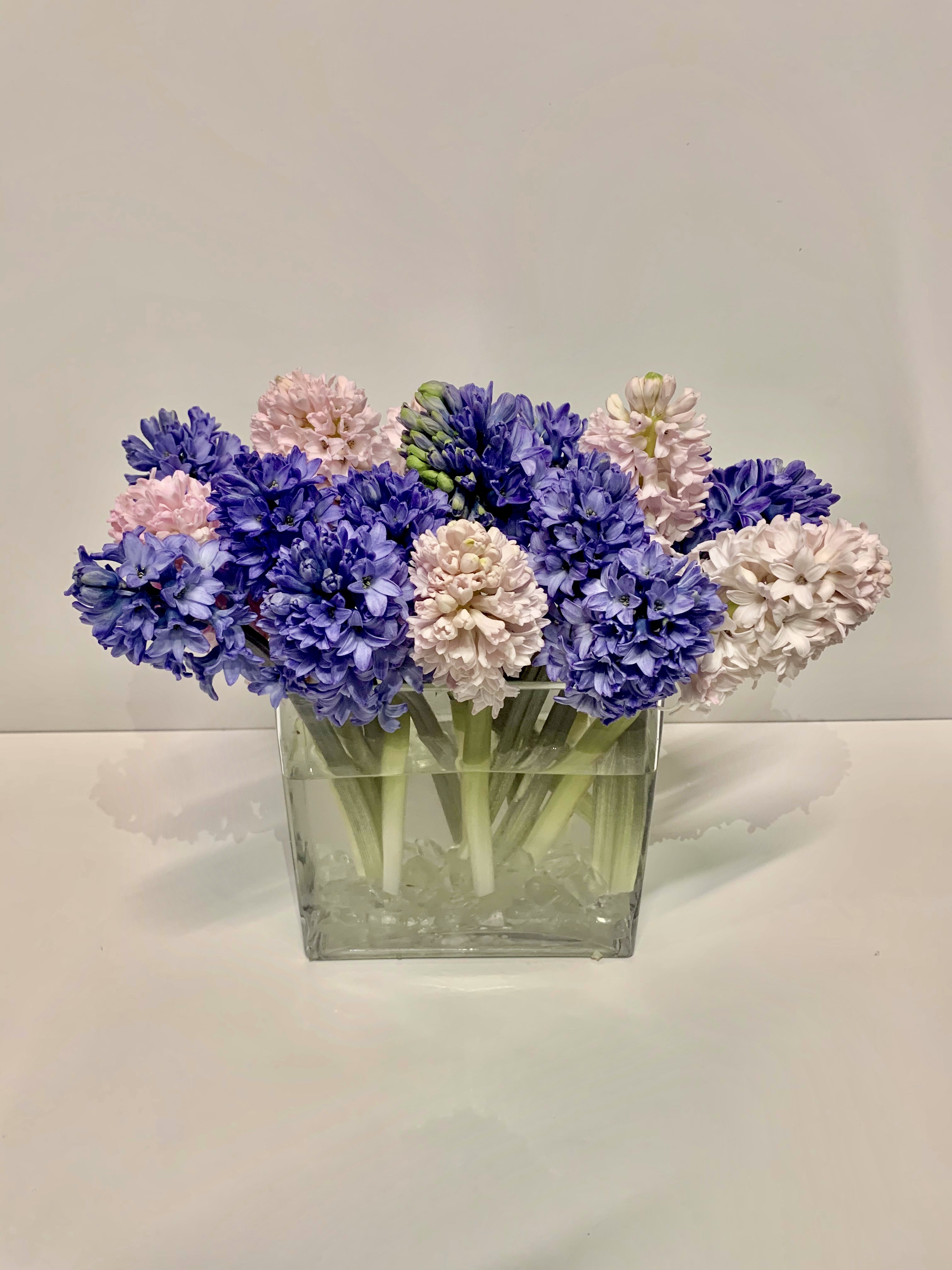 Hyacinths 