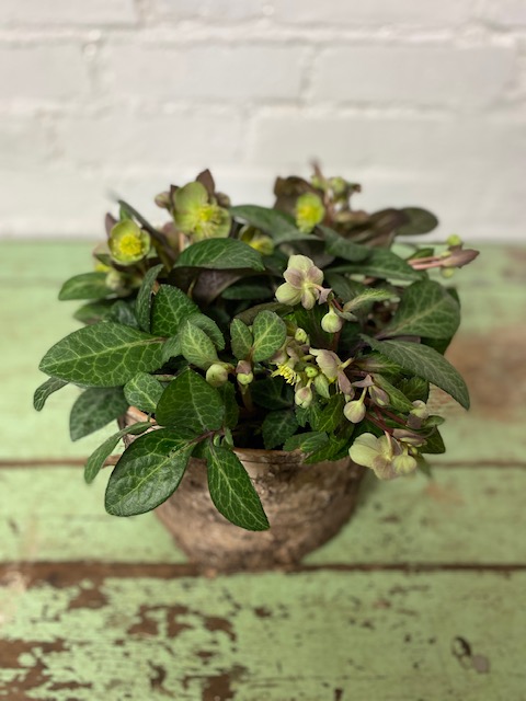 hellebore