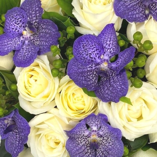 Blue Avalanche original